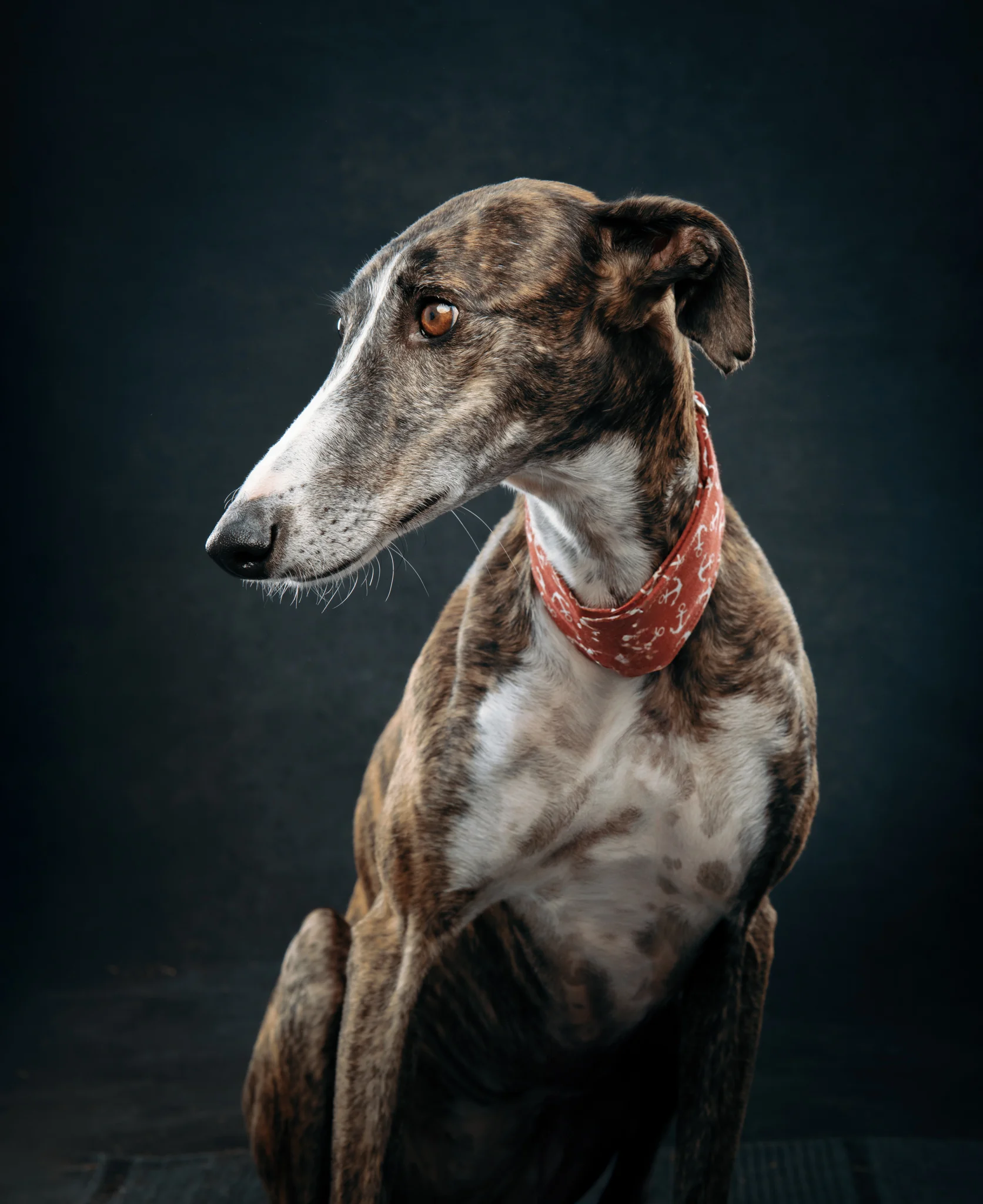 DOGS / STUDIO - more animals-klausdyba-7 - PETS Photography by Klaus Dyba